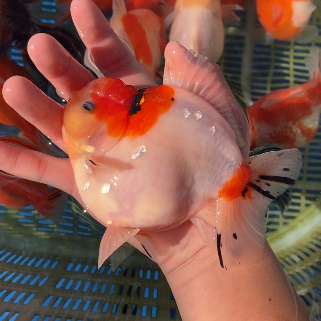 海水鱼寿星顶红头樱花15cm 非偏远顺丰包邮