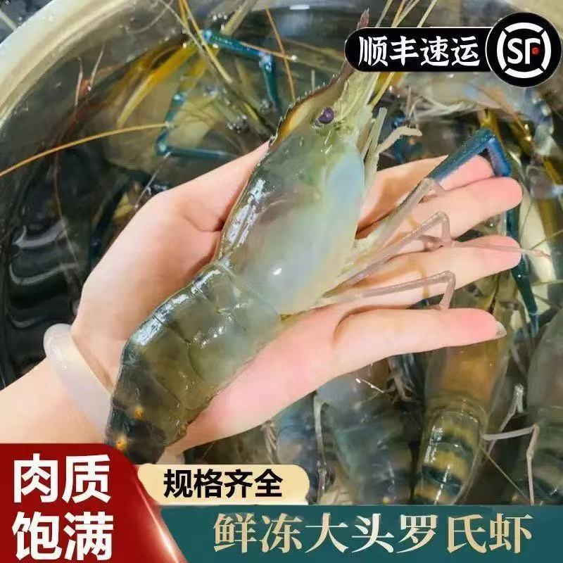 【到手四斤 顺丰JD速发】精品速冻罗氏虾10-15头/斤