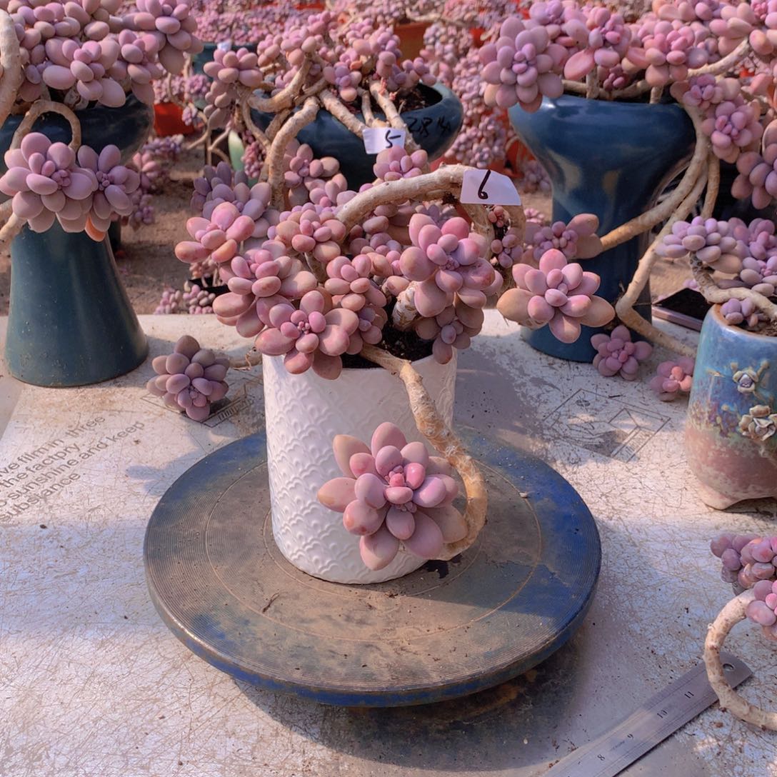 6一物一拍桃蛋老桩不带盆