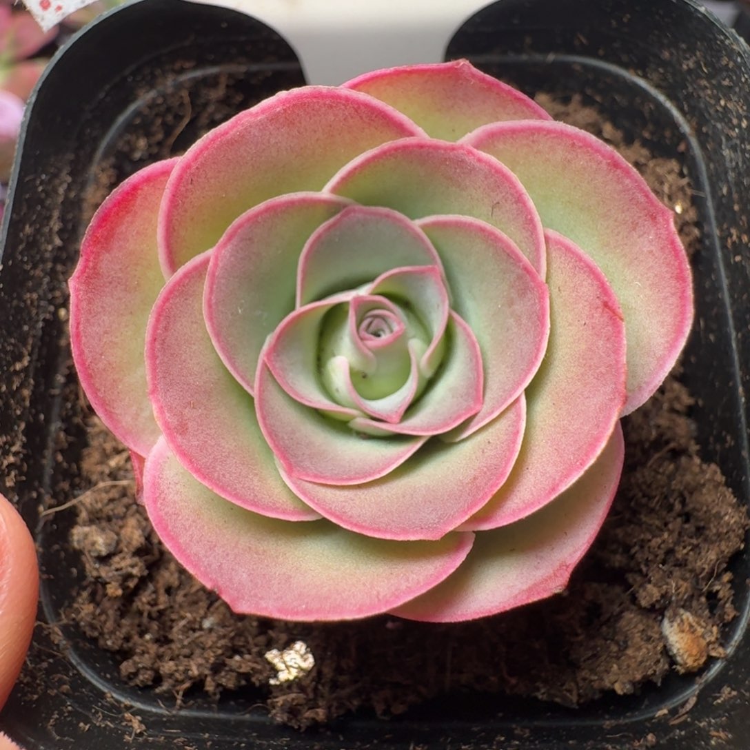 楹楹-17-冠幅  3CM