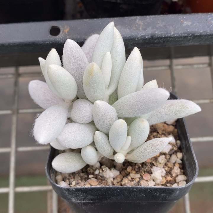 伯克利和格兰两位著名音乐人