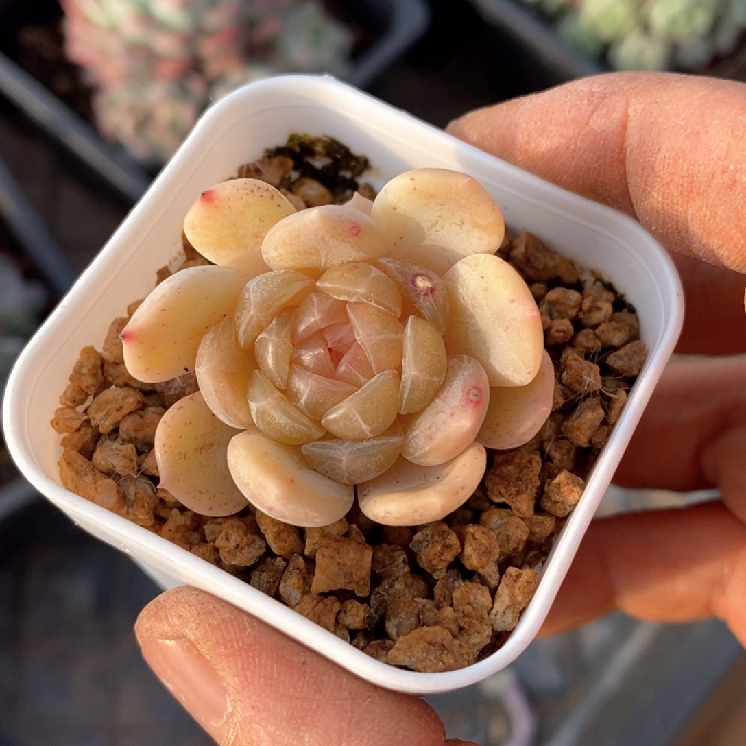 精品多肉一物一拍不包整74