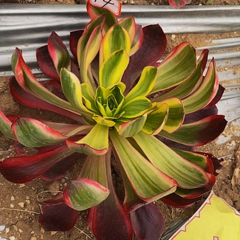 红魔女法师法师44链接离开