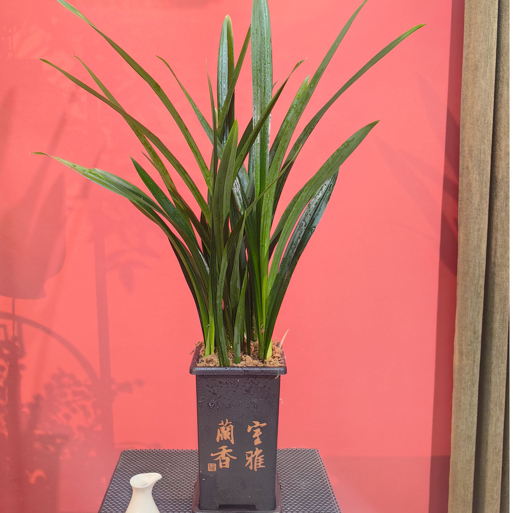 墨兰企黑盆栽四季常青好养护适合室内阳台办公室观赏花卉