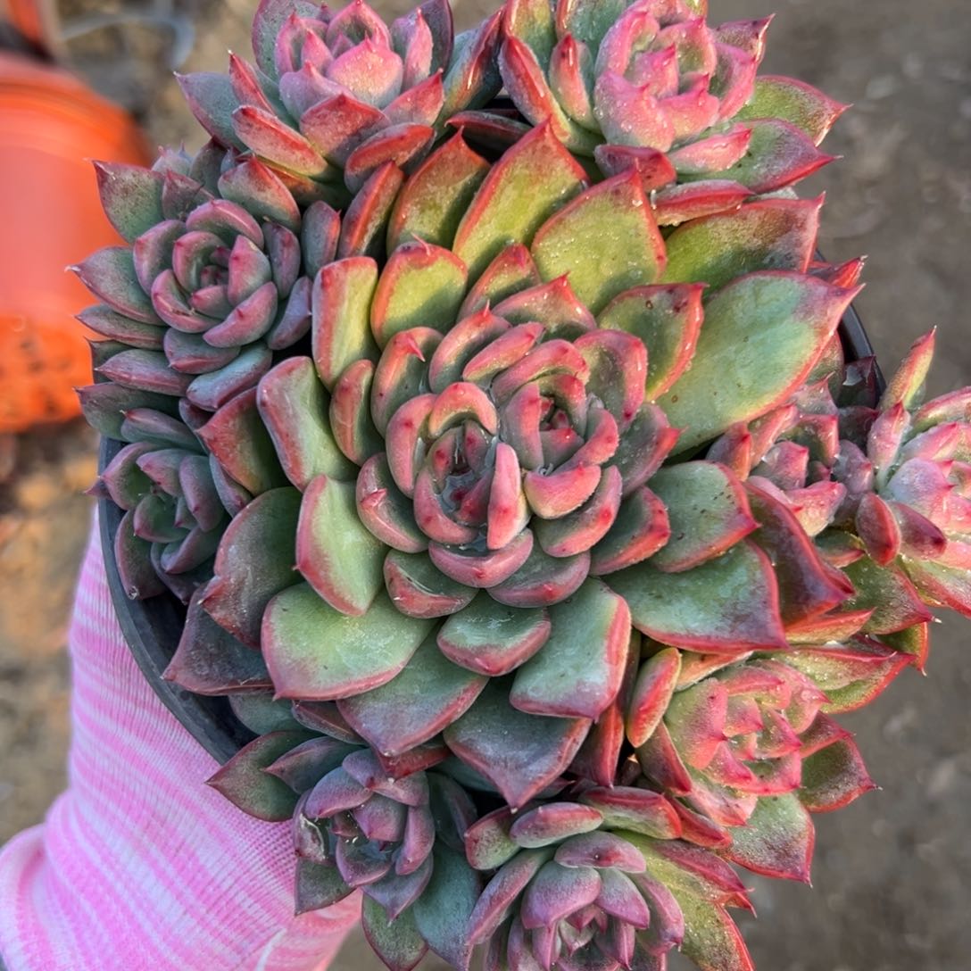 而欧洲植物中央音乐学院