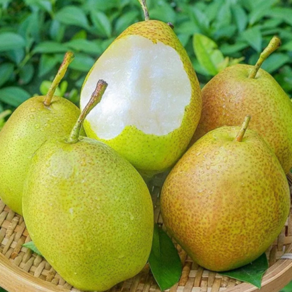 库尔勒【香梨】皮薄 脆甜爽口