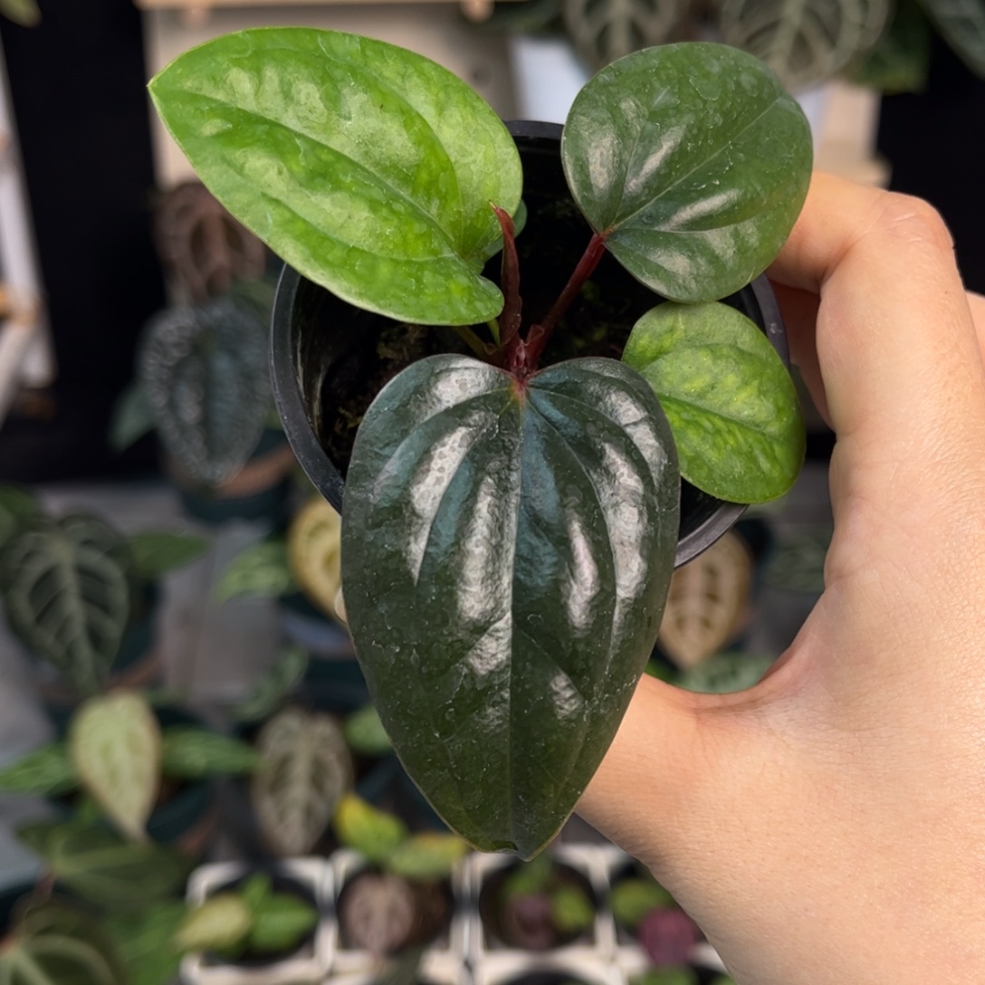 无花朵005 红水晶杂奢华（平耳个体）