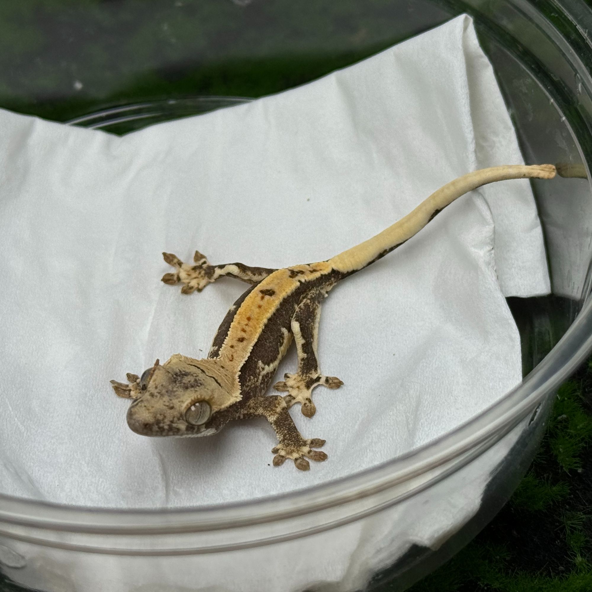 睫角守宫活新手入门蜥蜴温顺可爱桌面宠物活体
