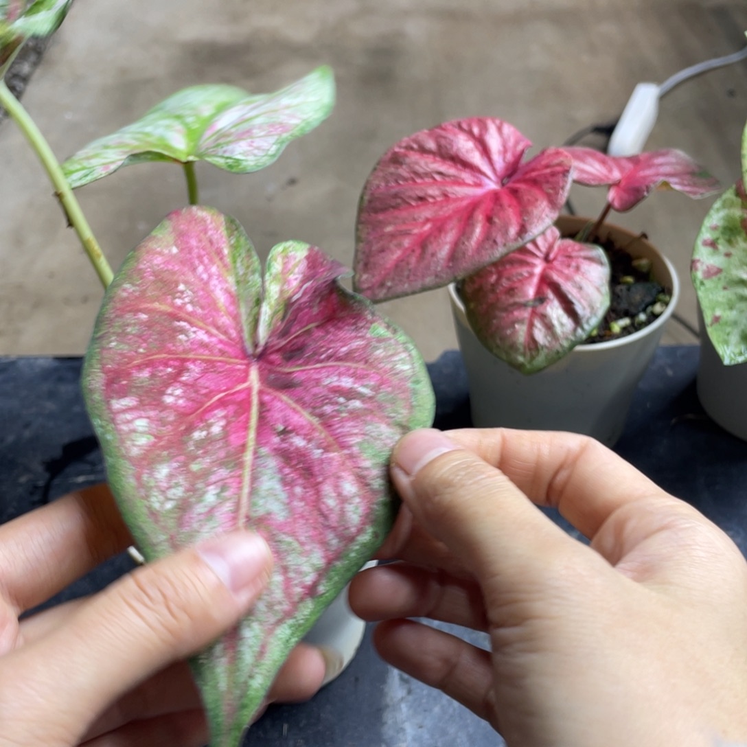 完全开放个体养定发货