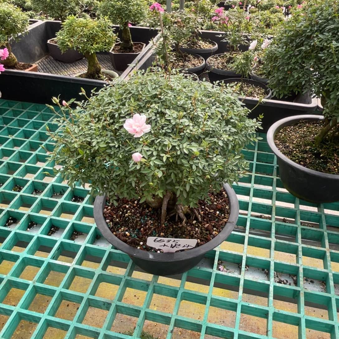 大***头完全开放提根姬乙女