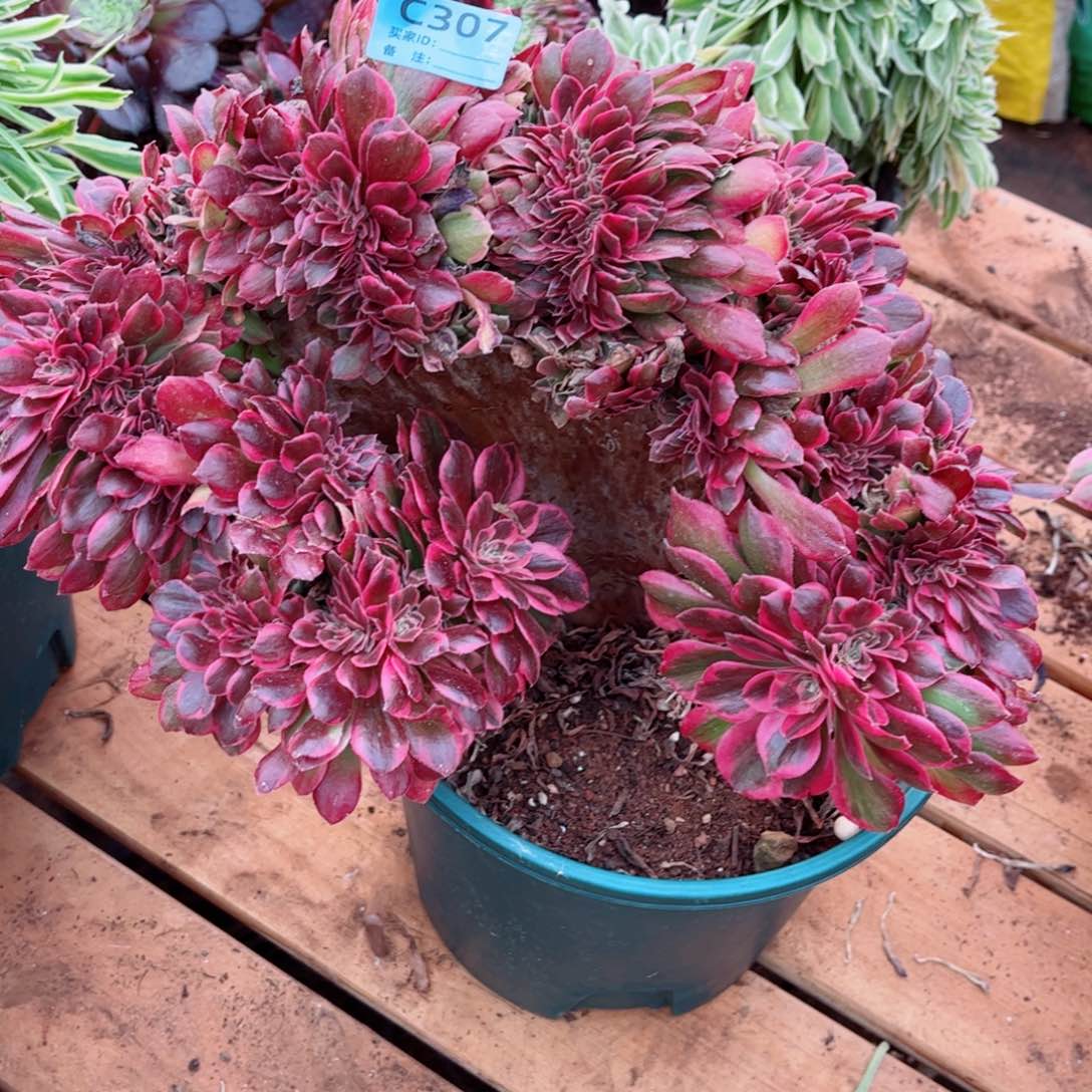 多肉植物307女郎