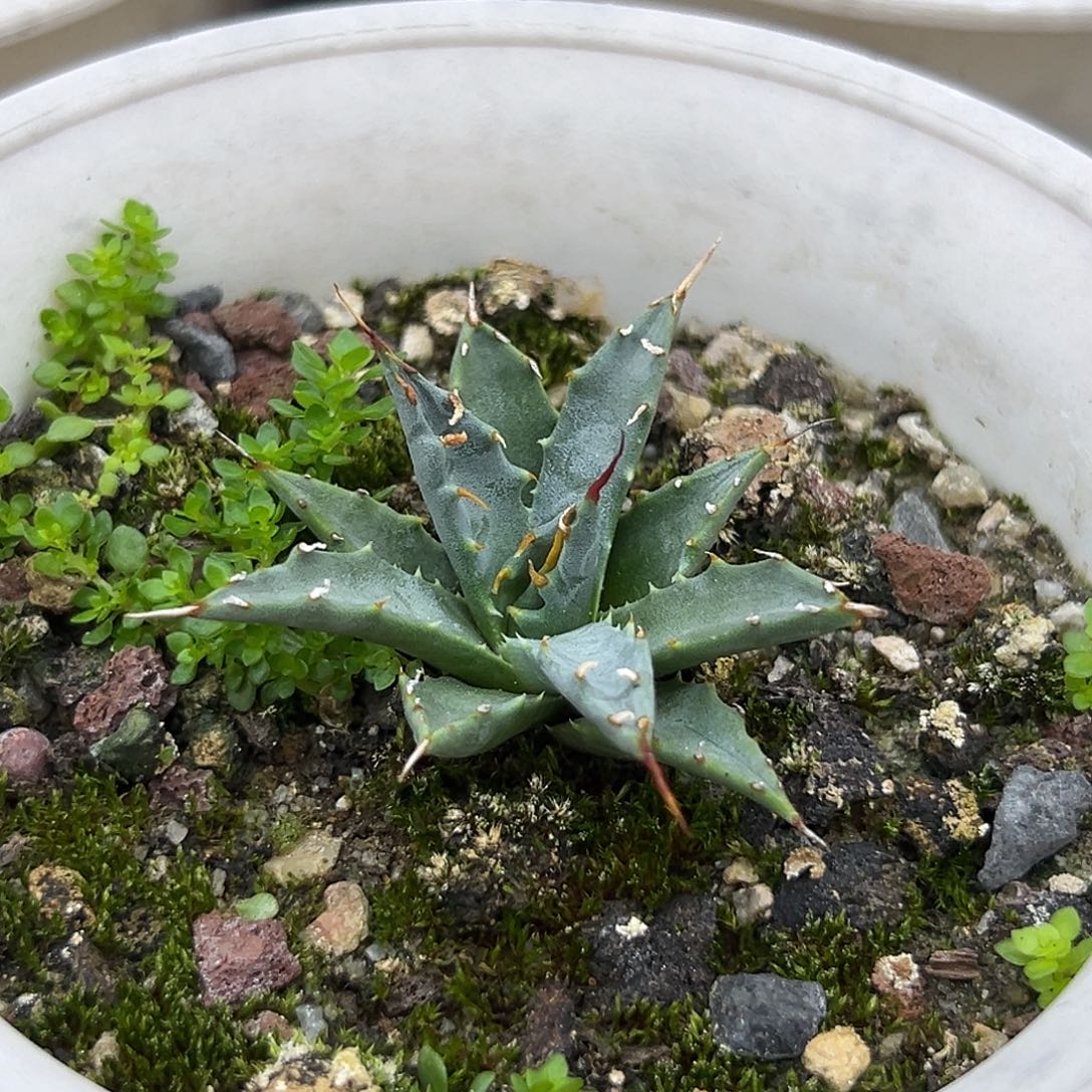 长***静eb妖炎一物一拍偏远不包邮不退不换