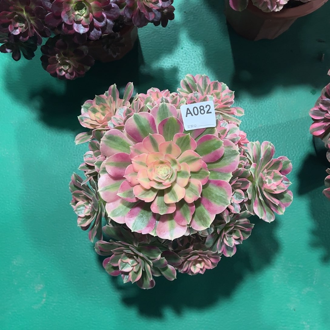 多肉女郎000000082