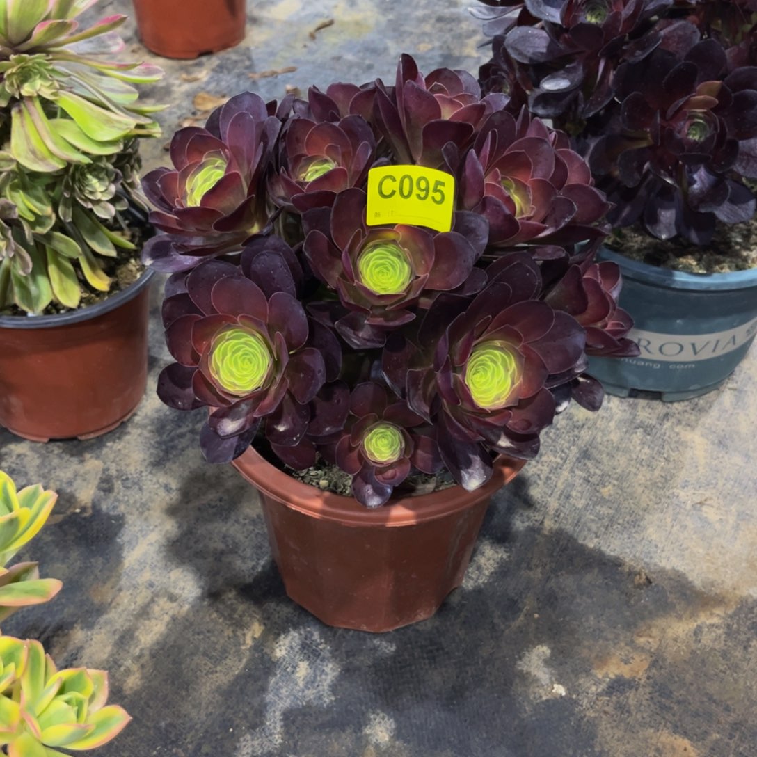 枚金玫瑰095.000000