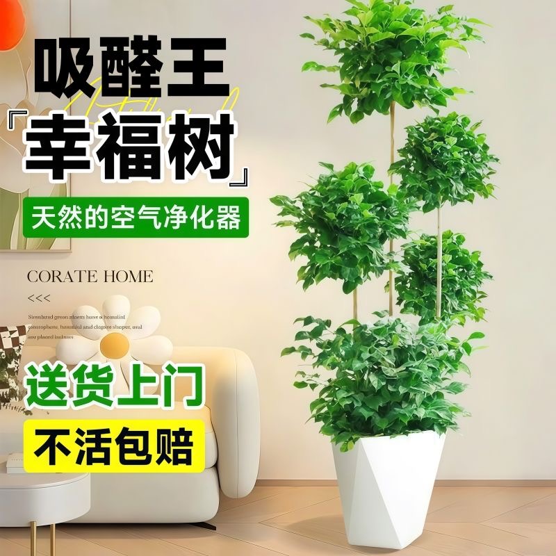 大型绿植盆栽客厅大号三五层绿宝树大老桩特大棵新房绿植盆栽室内