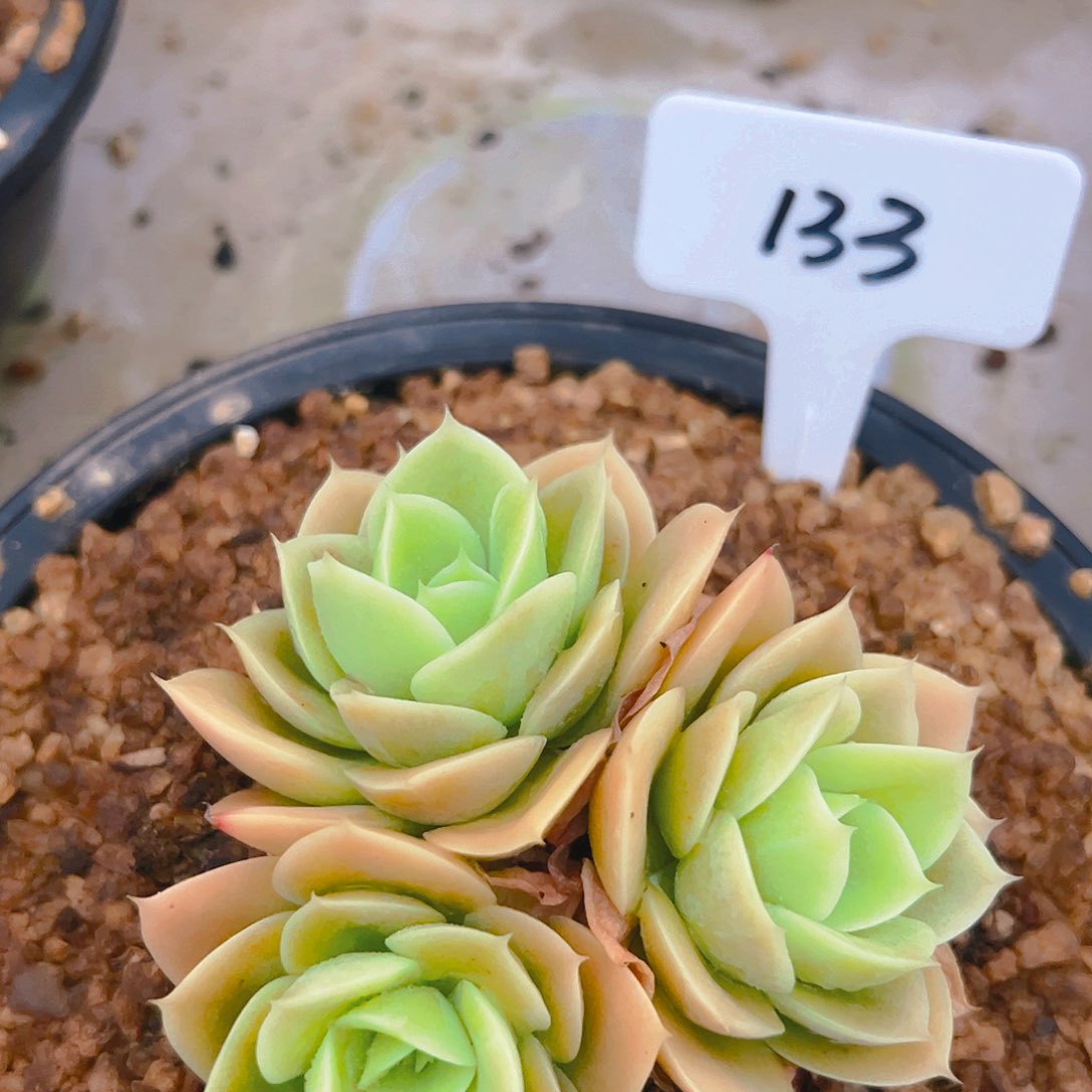 星娜塔133号一物一拍