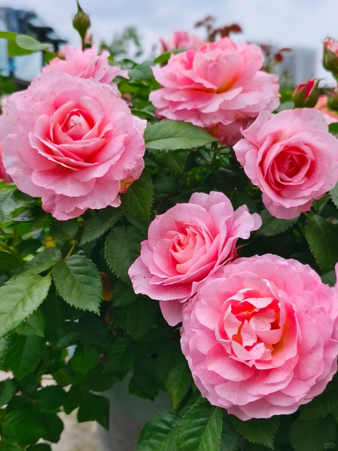 【海神王+红丝绒】 1加仑盆月季盆栽 四季开花 阳台庭院盆栽地