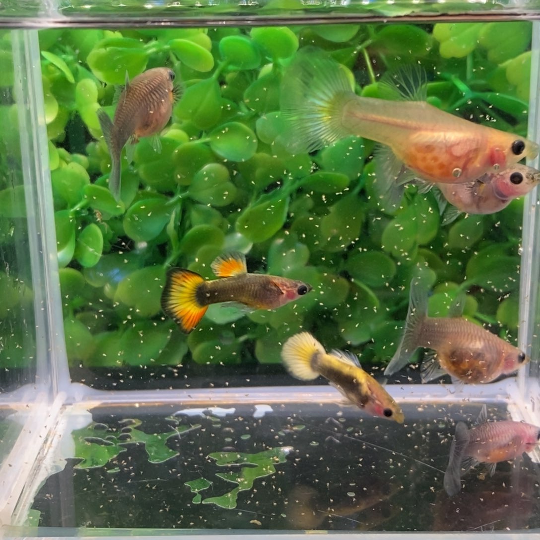 孔雀鱼玻璃猫七条孔雀鱼