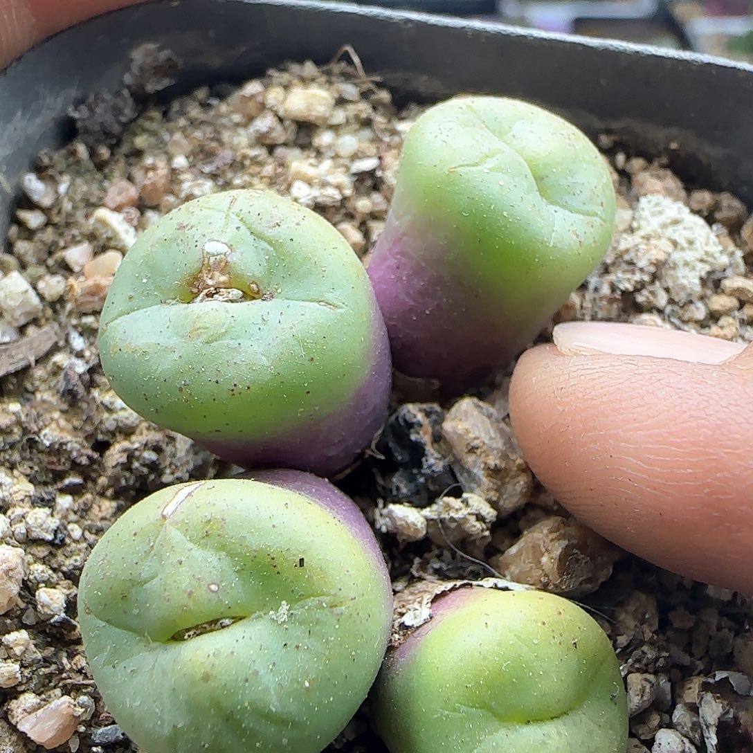 大年初三快乐23317