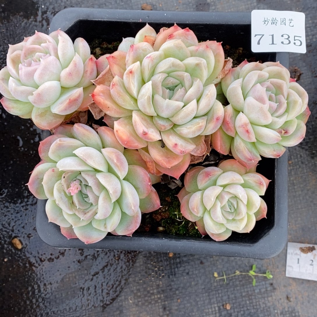 7135杂交多肉老桩