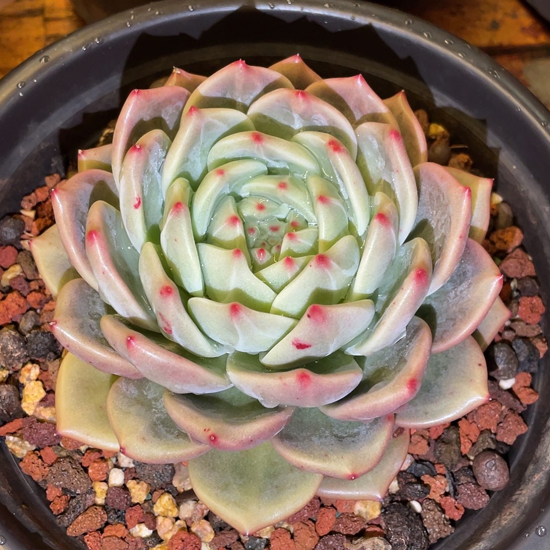 多肉植物一物一拍