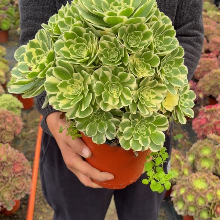 瑞妈，，，。。。。320冷月，