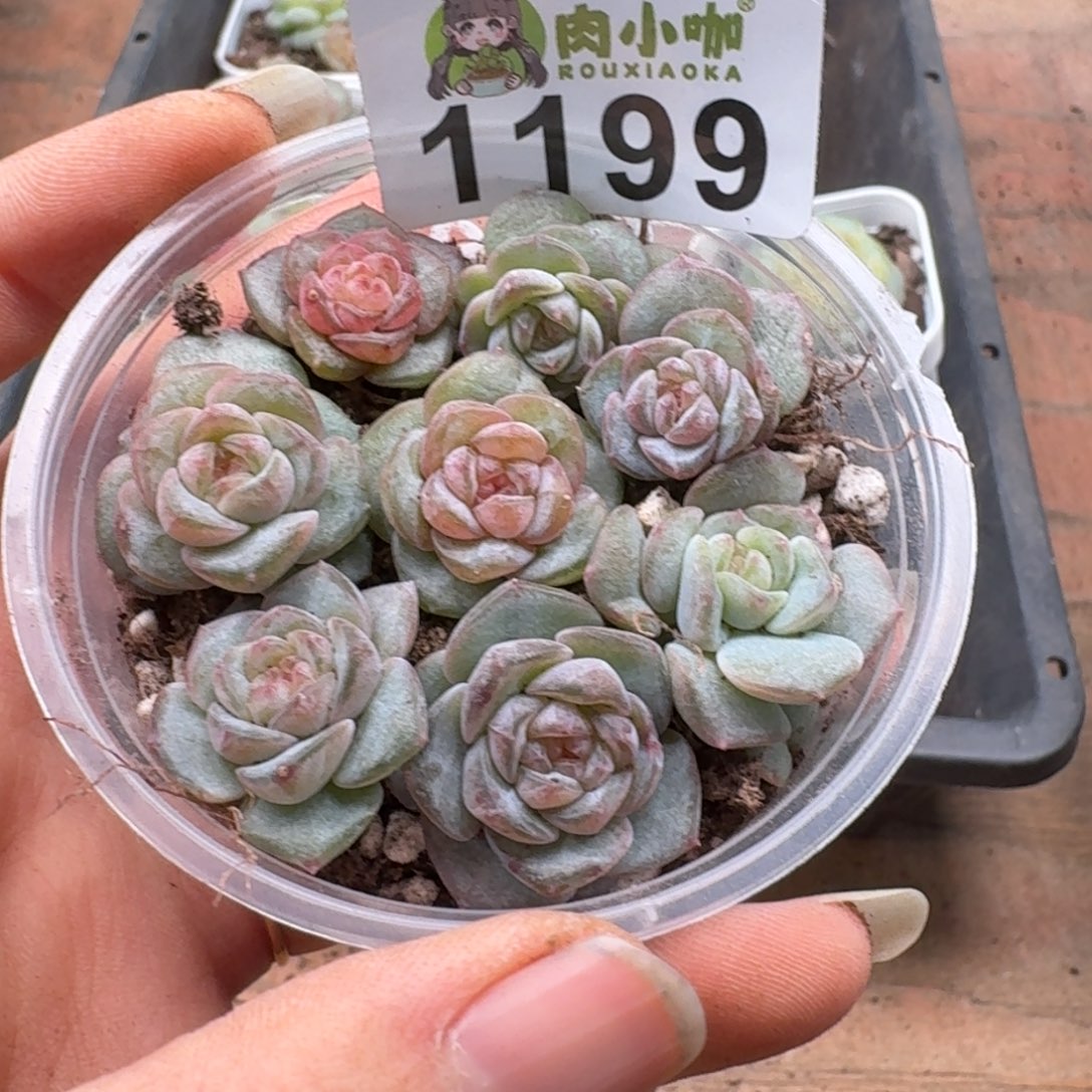 多肉植物多肉植物