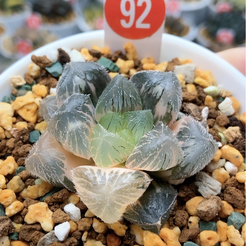 【闪购商品】92努比亚锦