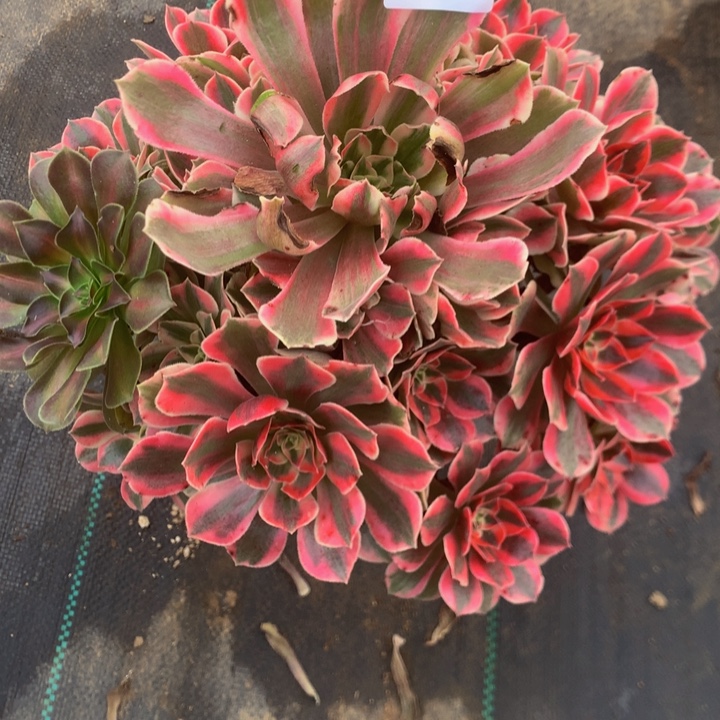 江***女479女妖多多肉植物