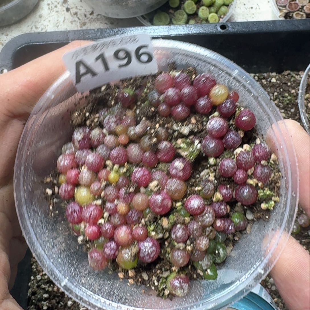 A196。小灯泡一盒。