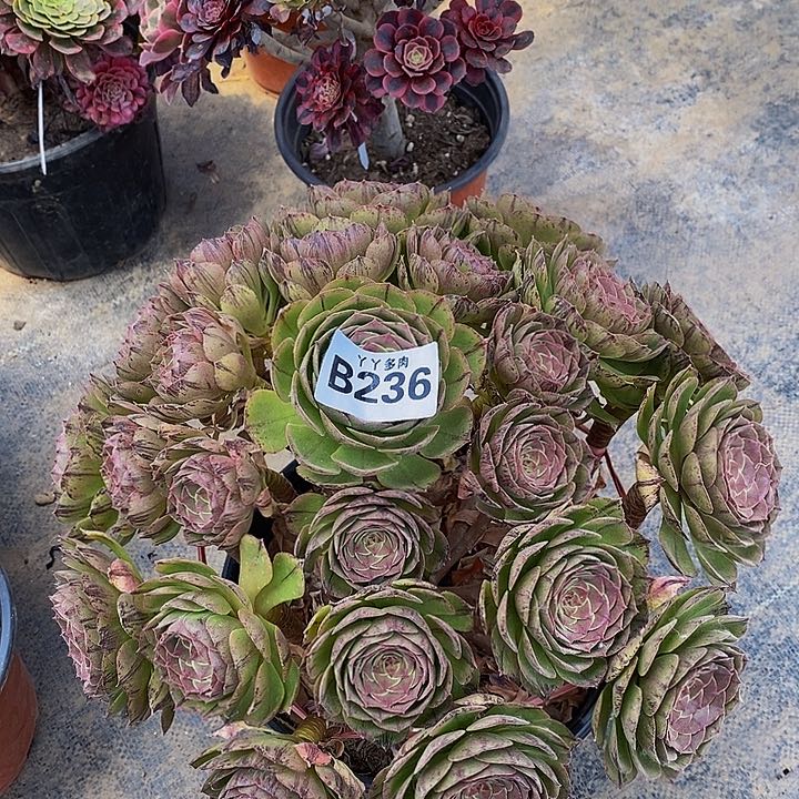 老桩法师万拉丝236