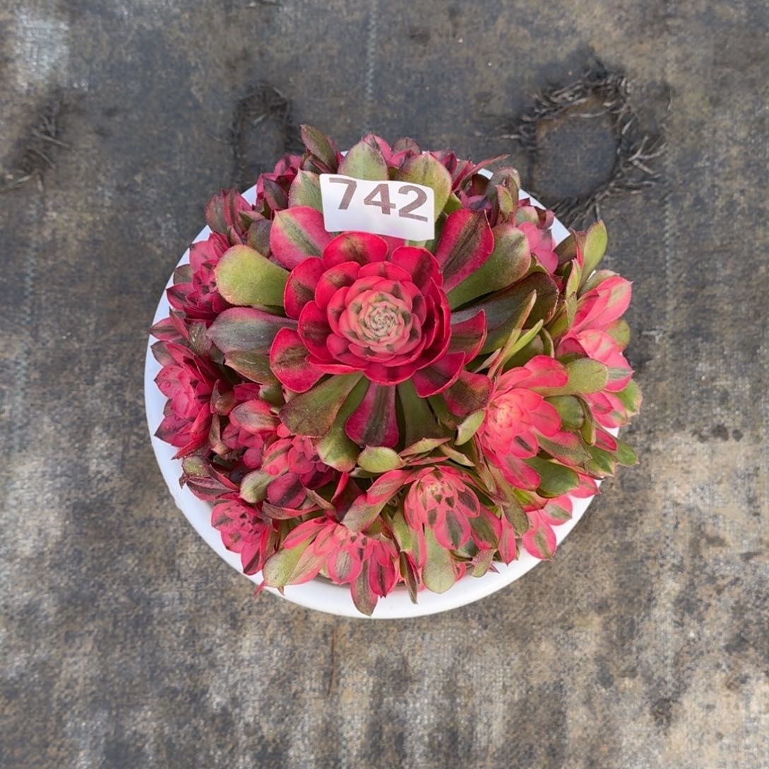 742！荔枝法师多肉植物