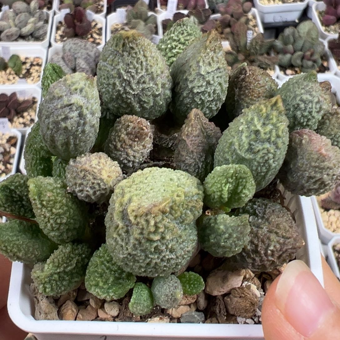 文玩核桃纯木质桩多肉植物水泡