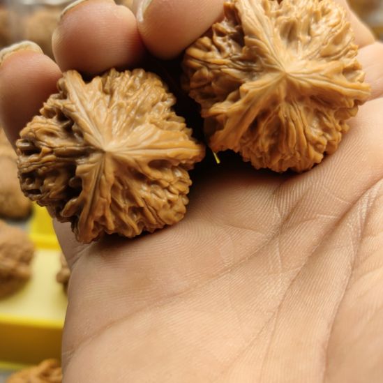 晨***阿木质类玉龙粗筋三棱核桃