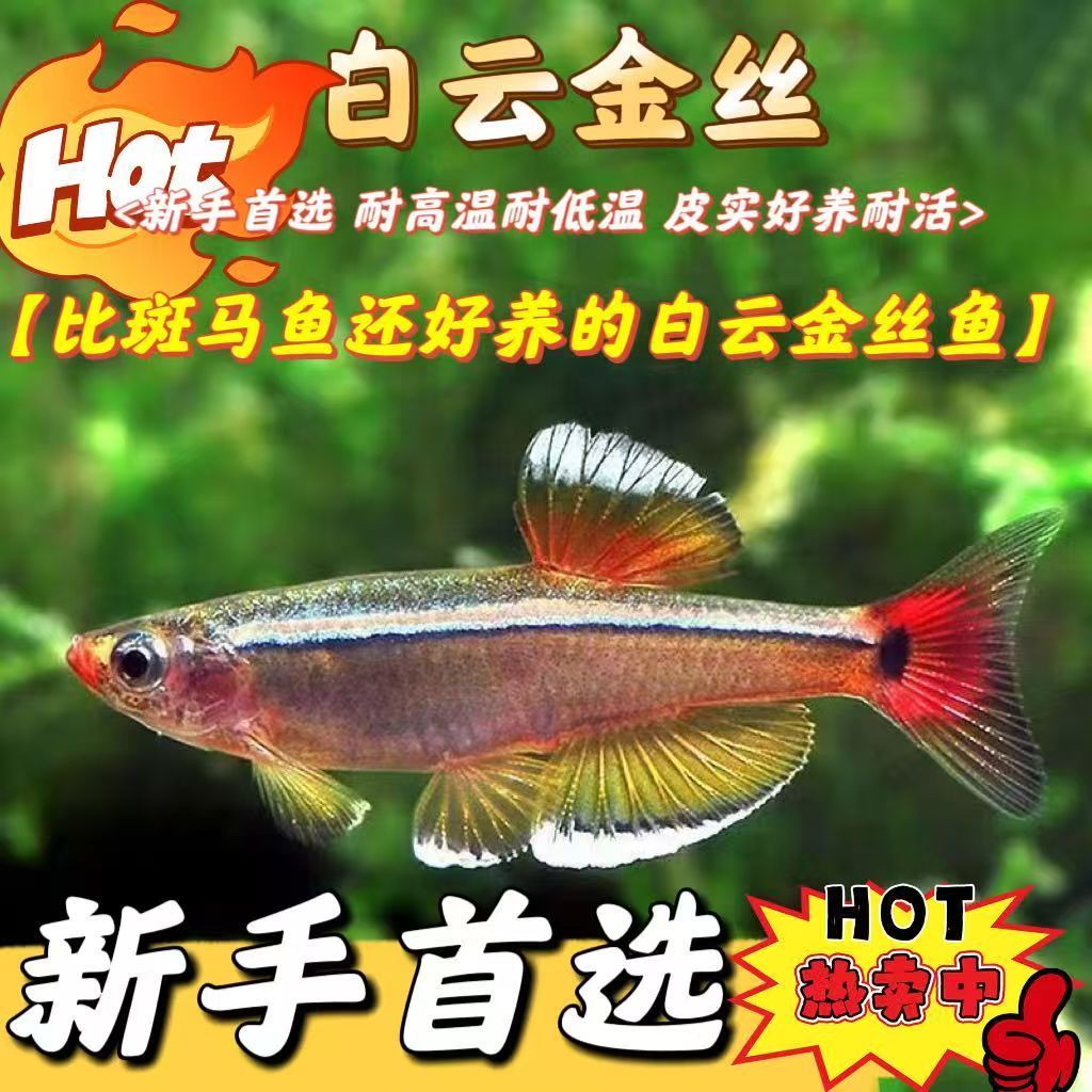 白云金丝冷水淡水原生低温小型观赏鱼灯科淡水新手好养练手闯缸鱼