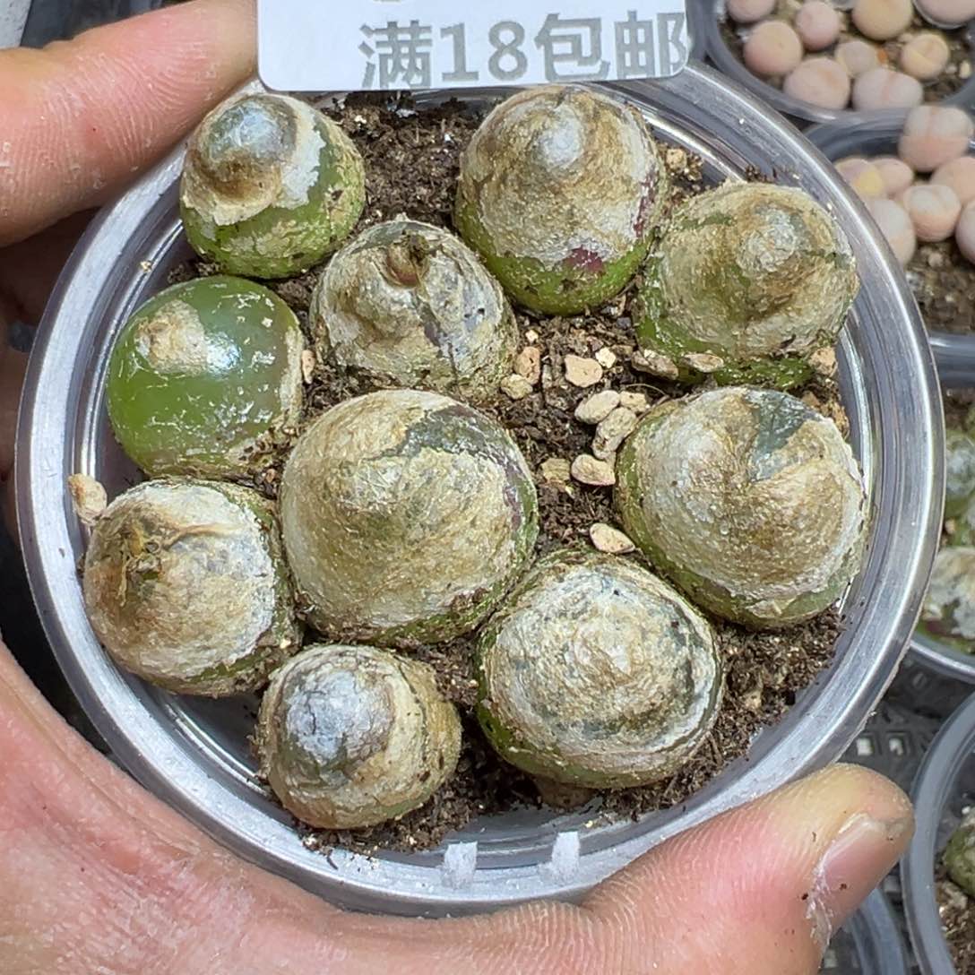 【闪购商品】 572.   