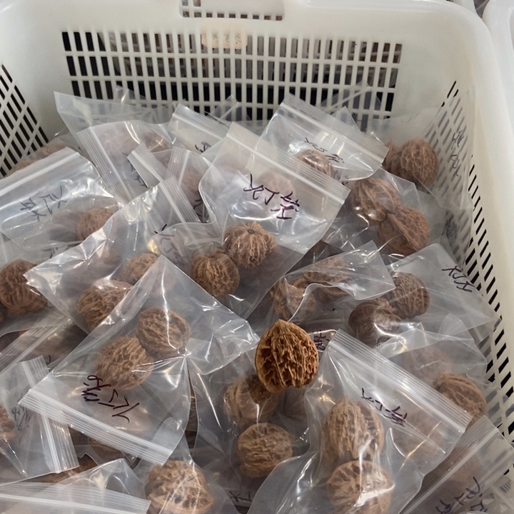 吊坠文玩核桃灯笼瑕疵