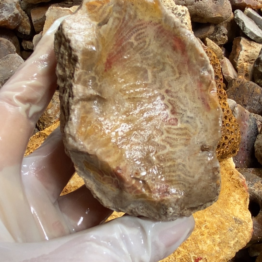 【闪购商品】硅化玉颈饰未镶嵌
