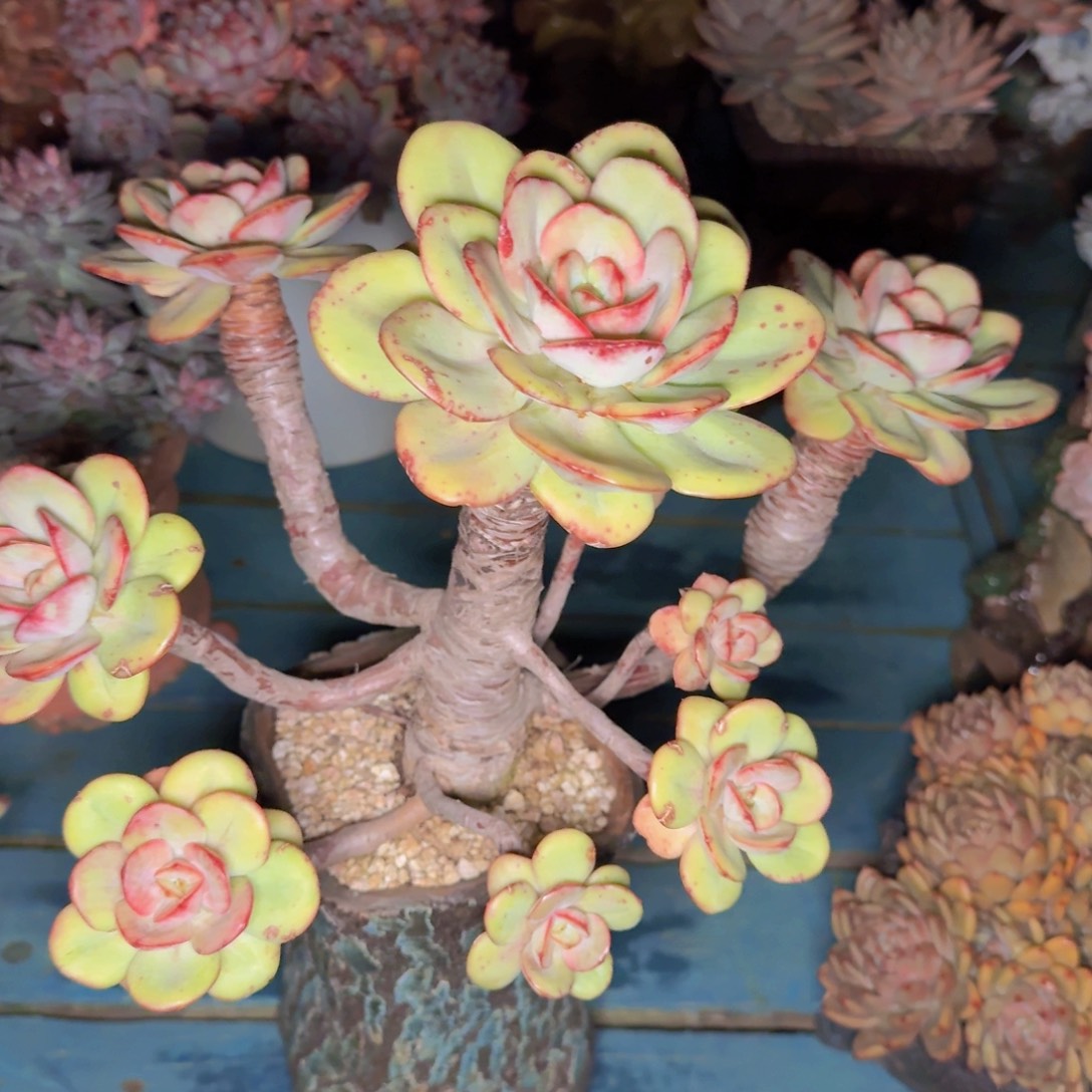 懒***2多肉植物的生长发育和生长