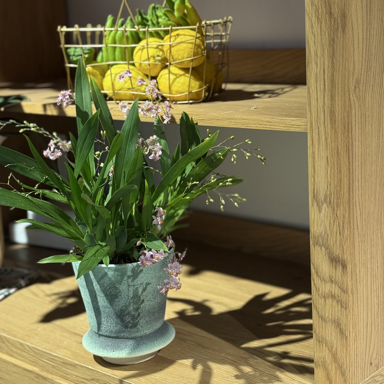 文心兰梦香兰（夜间气温低于5℃拍保温，不拍冻坏不售后）