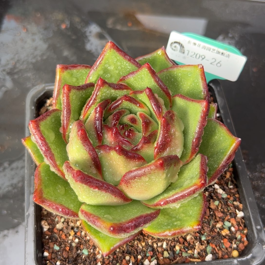 从前慢花园多肉编号1209-26