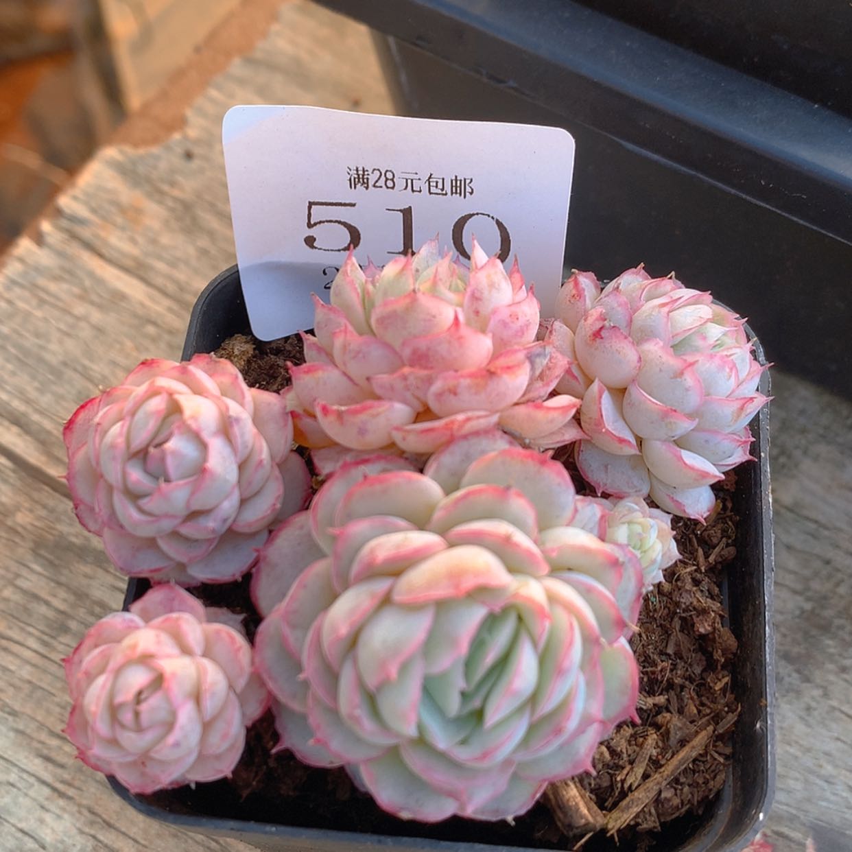 【闪购商品】云510