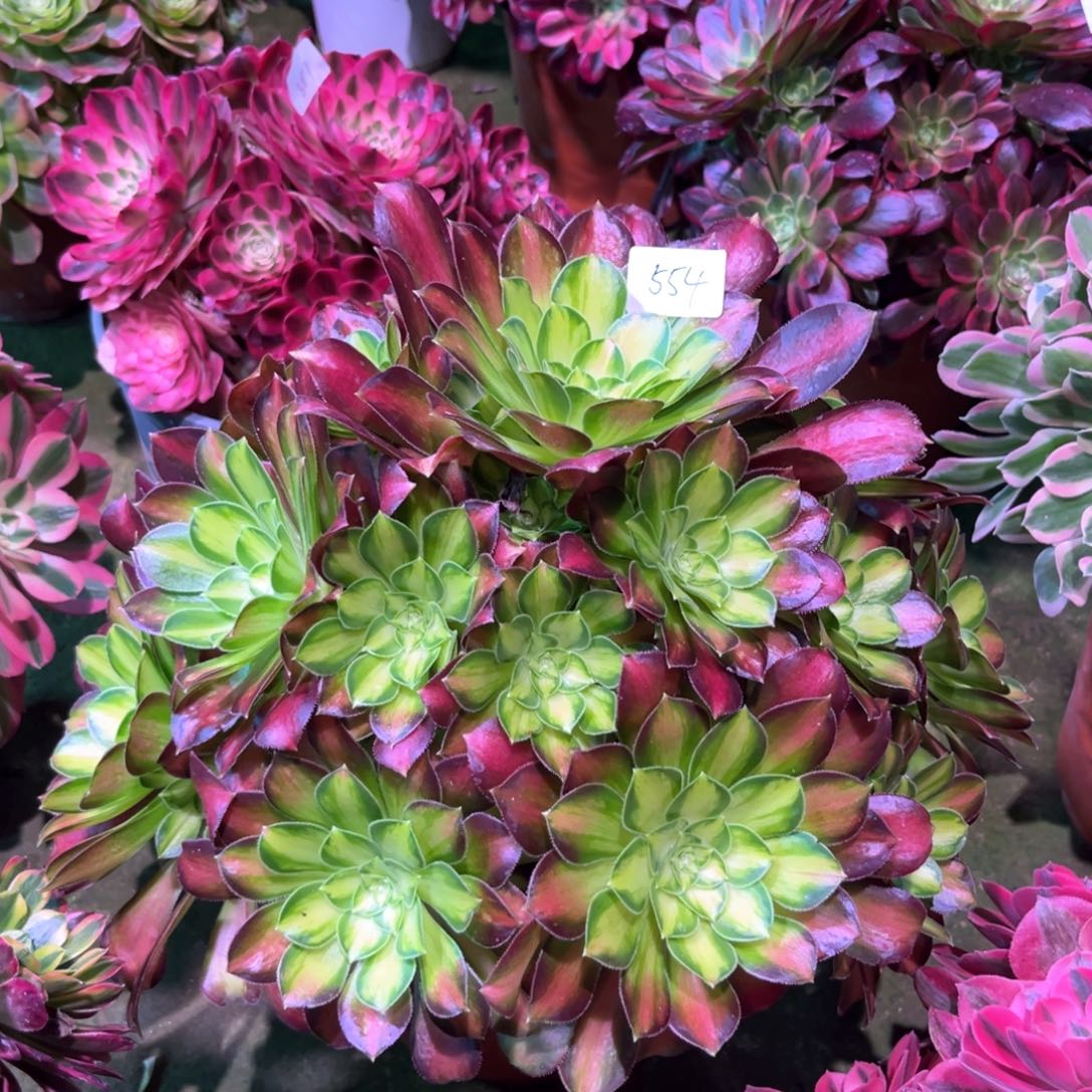 多肉植物韶华 554