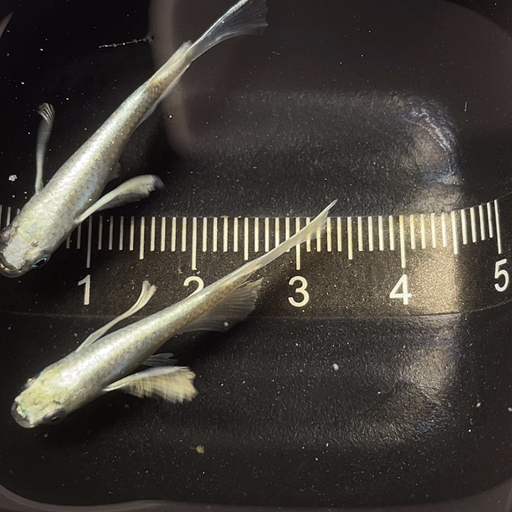 青鳉鱼天使之翼一对，018号，满15包邮，可叠单