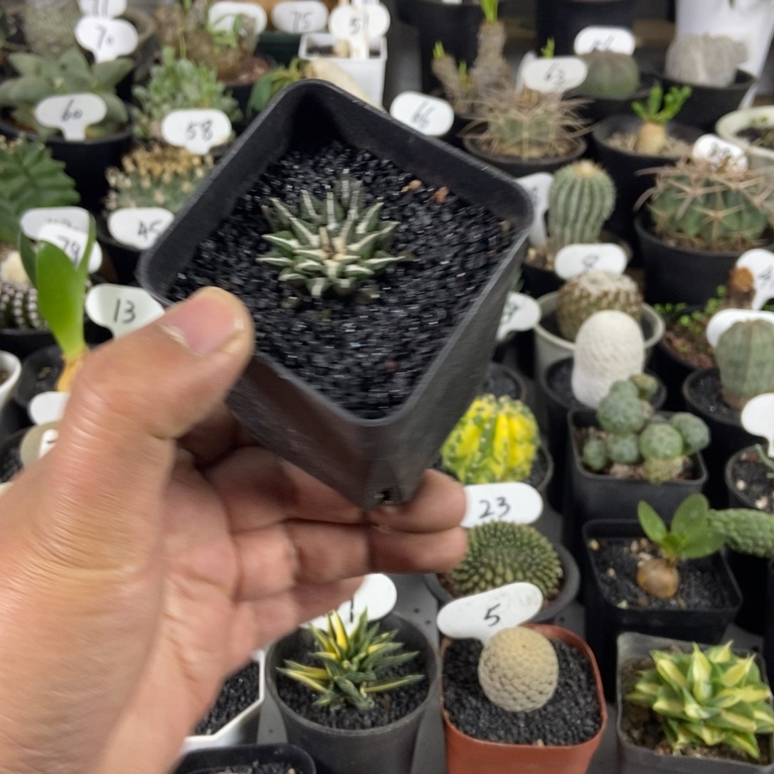 黑牡丹一个一物一拍