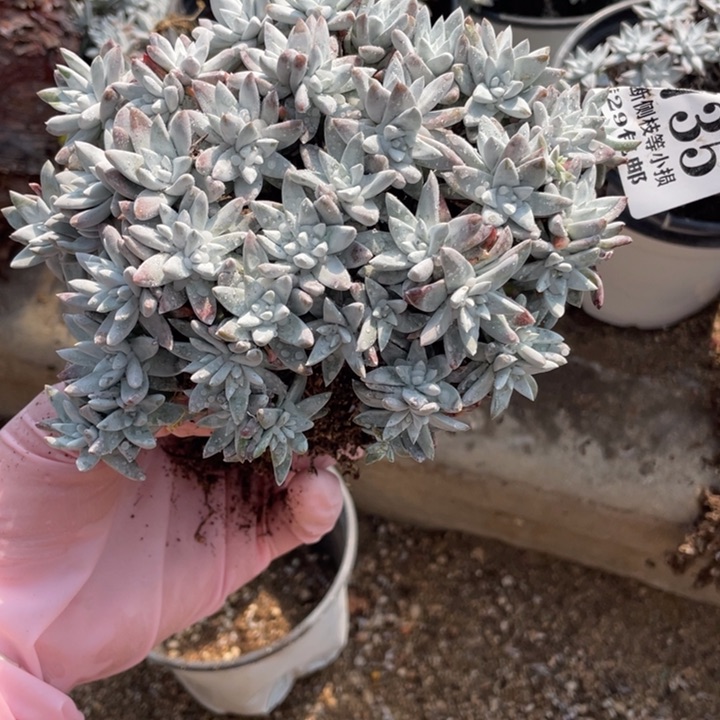 735号白菊多肉植物