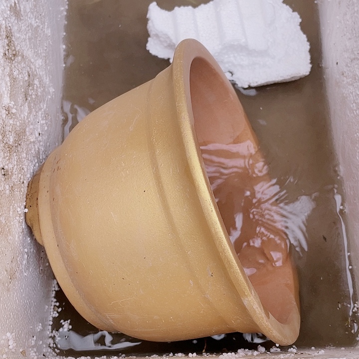 紫砂黄金小佳品花哦呼片