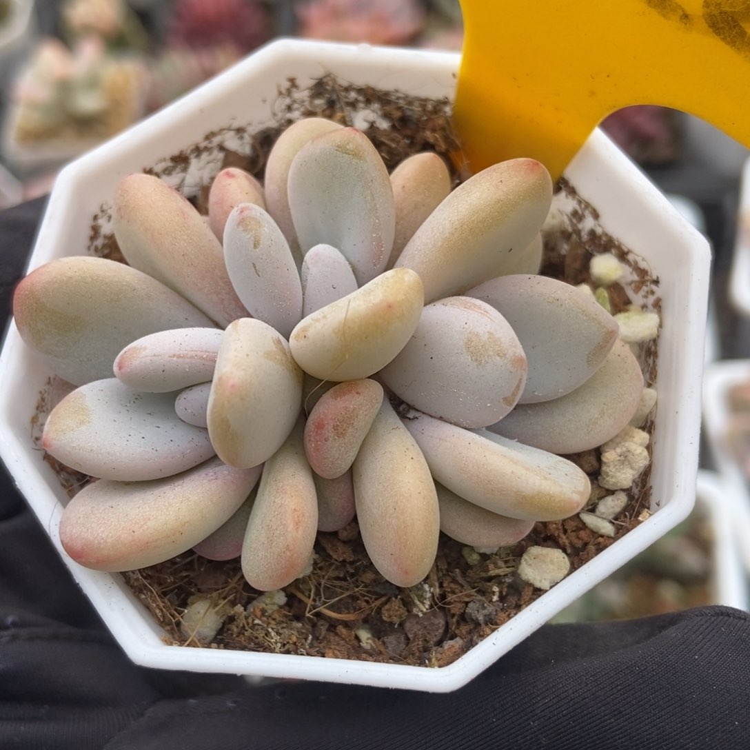 1622粉兔多肉植物保护
