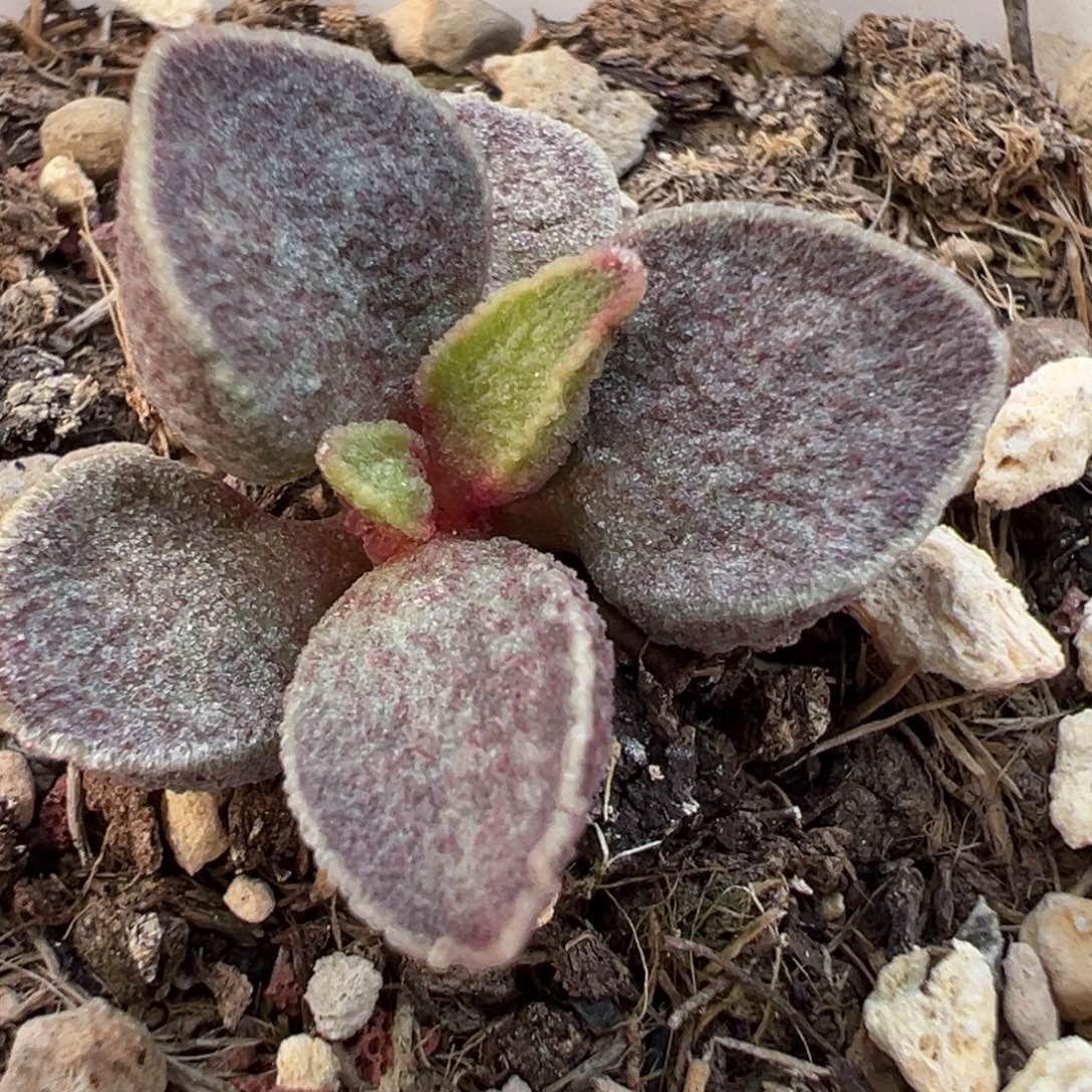 满斑实生新品多肉植物