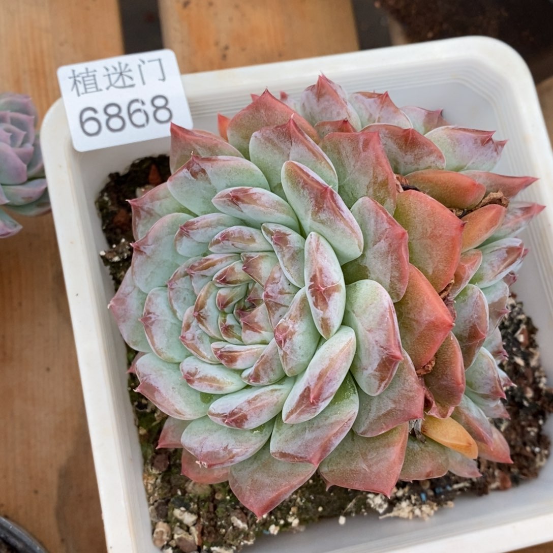 香***香杂交精品多肉6868~10厘米